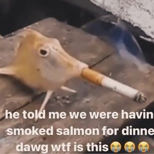 Meet your Posher, Brody